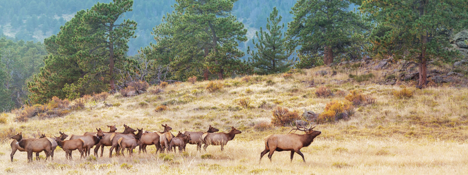 Freedome to Make Healthy Choices