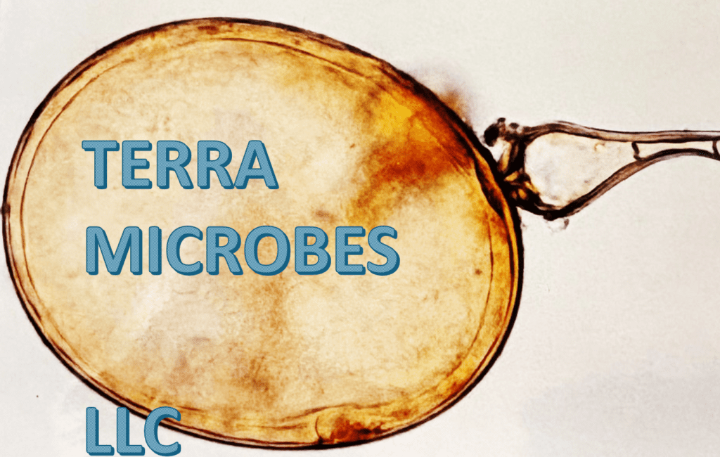 Terra Microbes